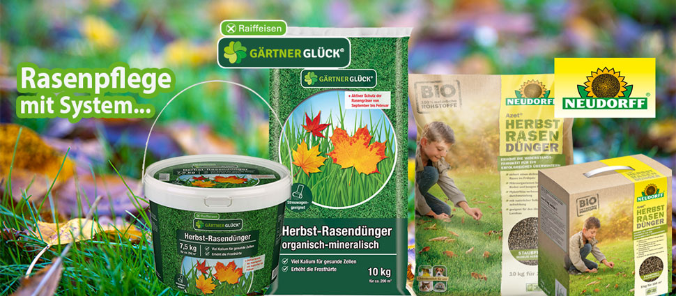 Rasen im Herbst düngen