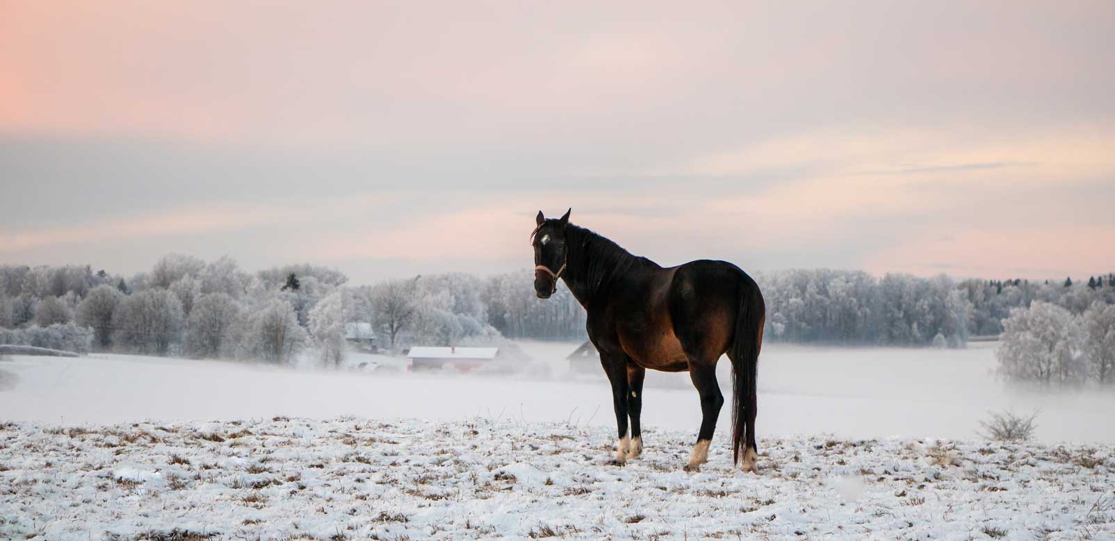 Pferd auf der Winterweide