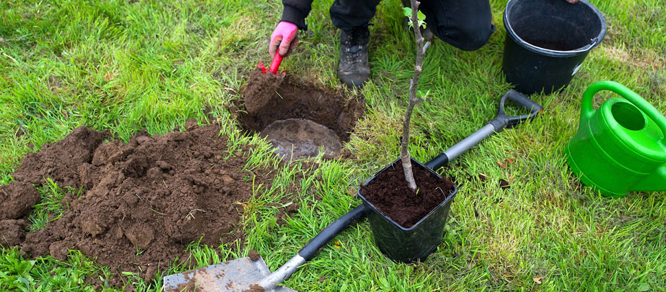 Baum pflanzen