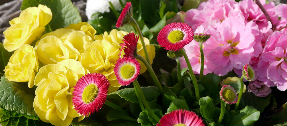 Frühlingsblumen