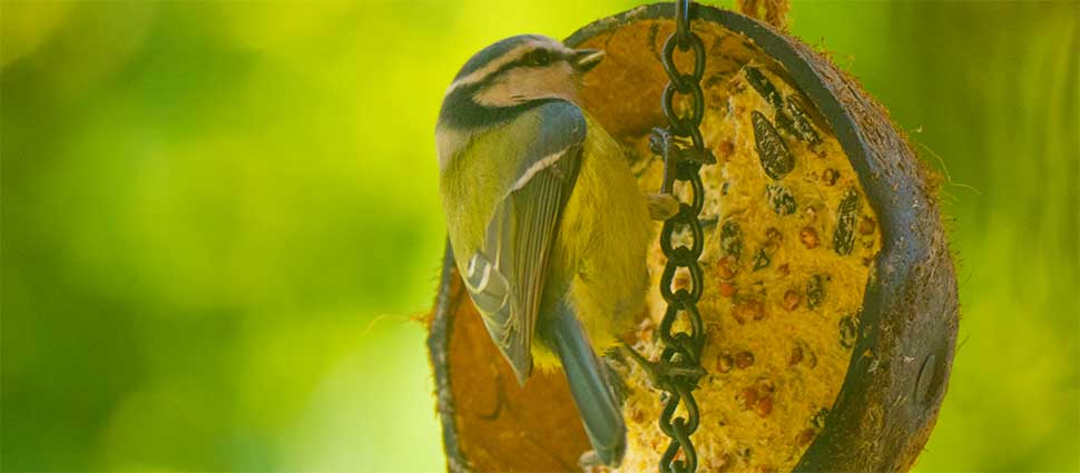 Blaumeise an der Futterstelle