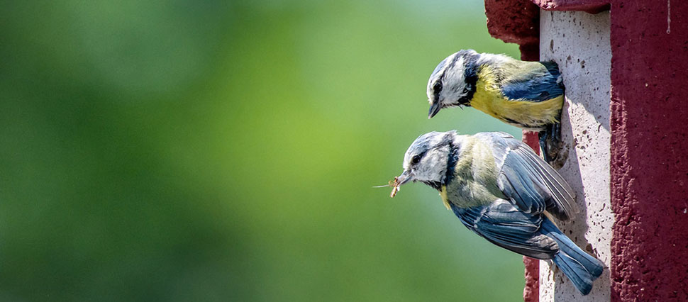 Blaumeisen am Nistkasten