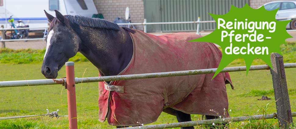 Pferd mit Decke auf der Wiese