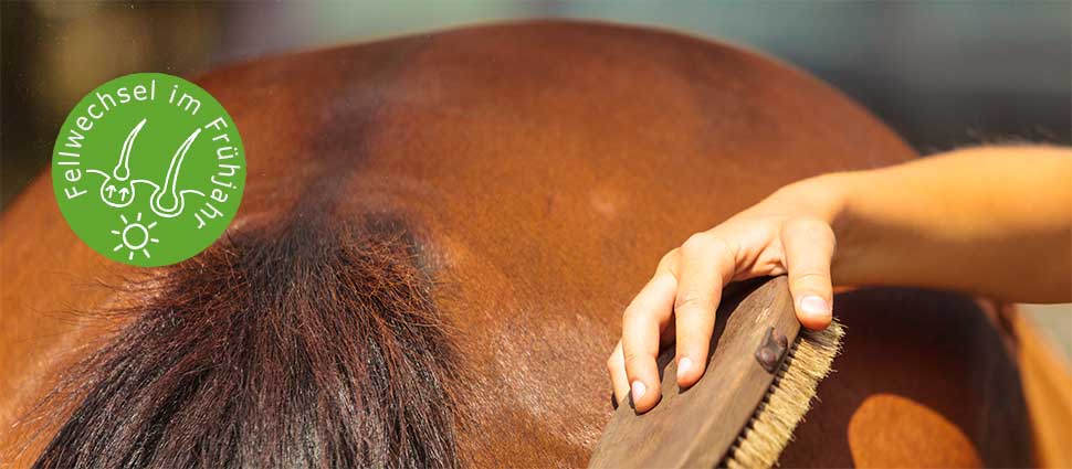 Pferd wird gebürstet