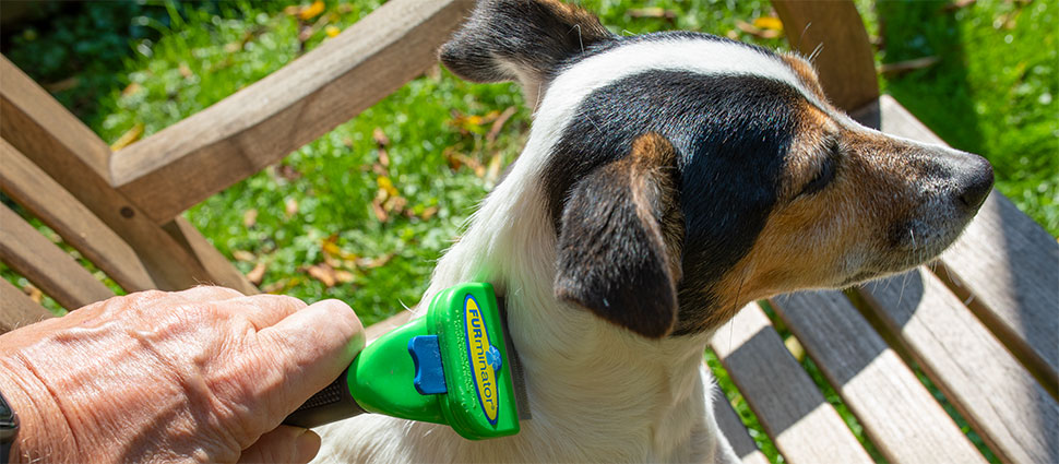 Kleiner Hund wird gebürstet