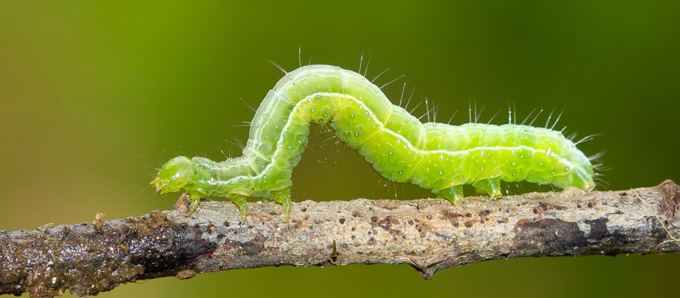 Raupe des kleinen Frostspanners