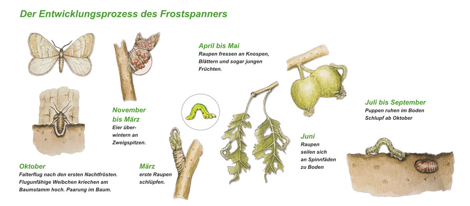 Lebenszyklus des Frostspanners