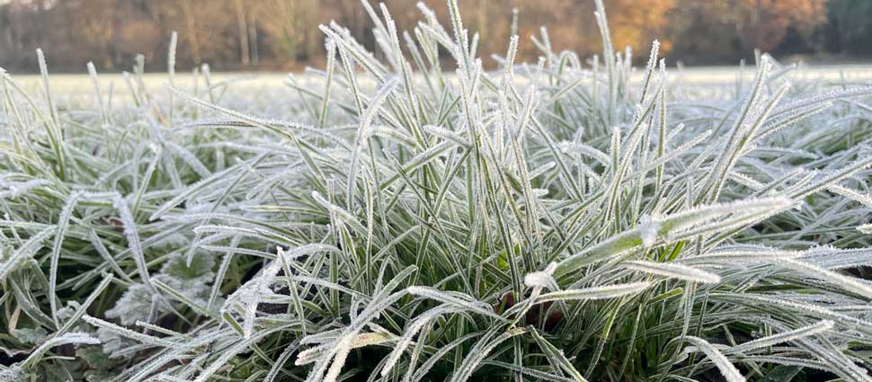 Gräser mit Frost