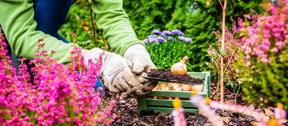 Pflanzzeit für Blumenzwiebel