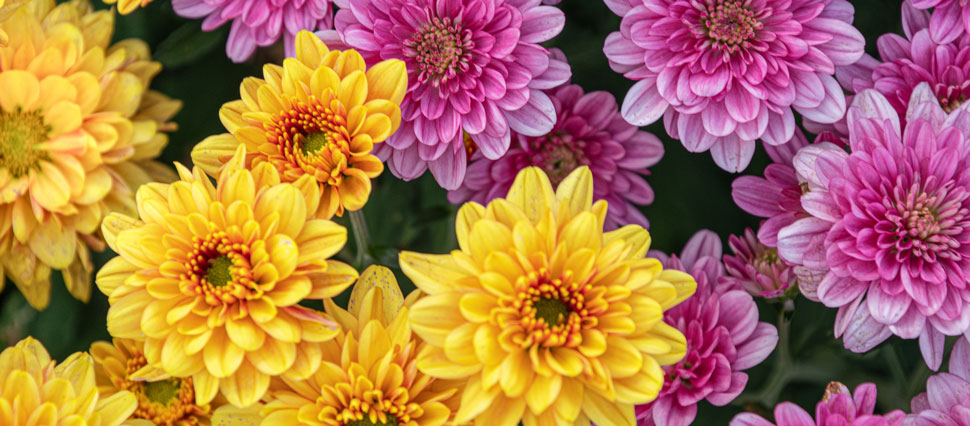 Herbstblumen