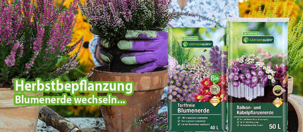 Herbstblumen pflanzen