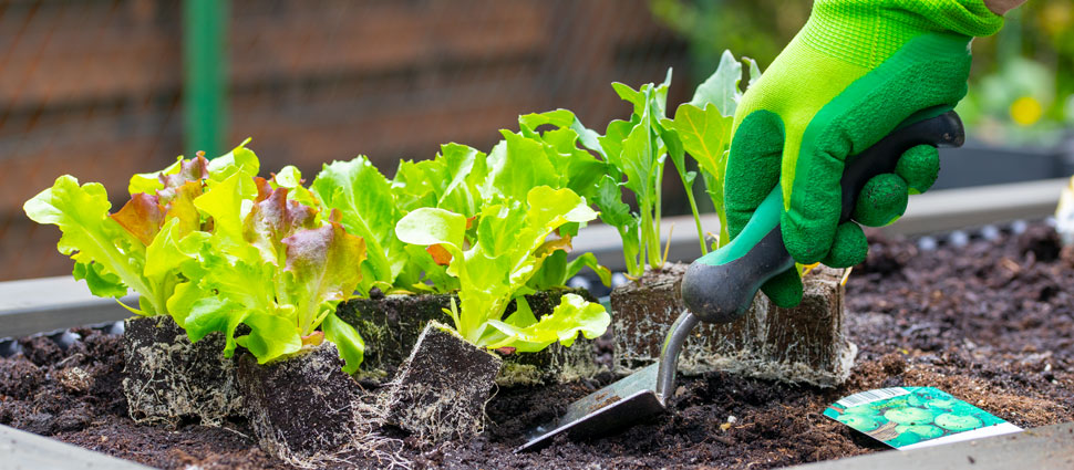 Salat wird im Hochbeet gepflanzt