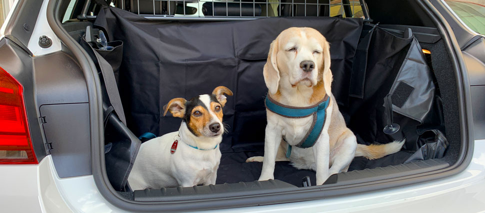 Hunde im Auto