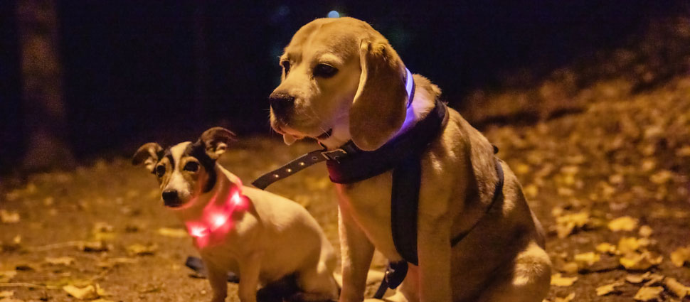Hunde mit Leuchthalsbänder