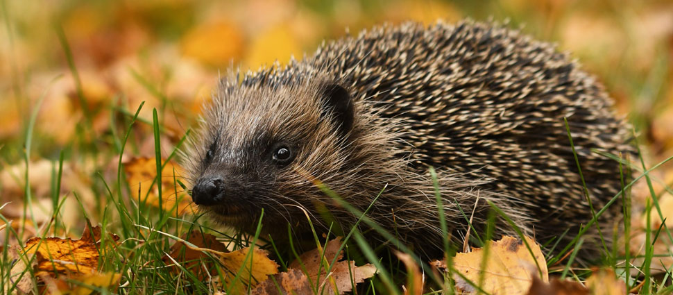 Igel im Herbst