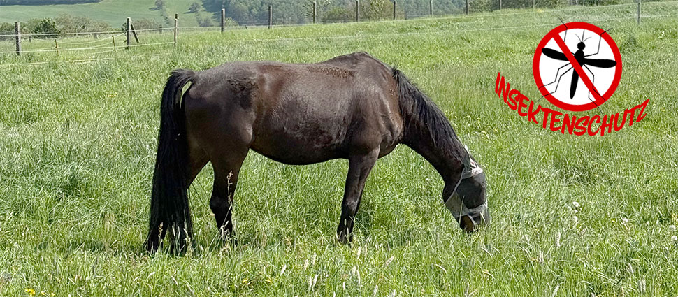 Pferd mit Fliegenmaske