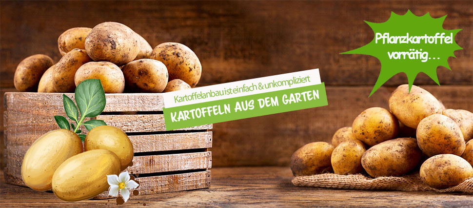 Pflanzkartoffeln
