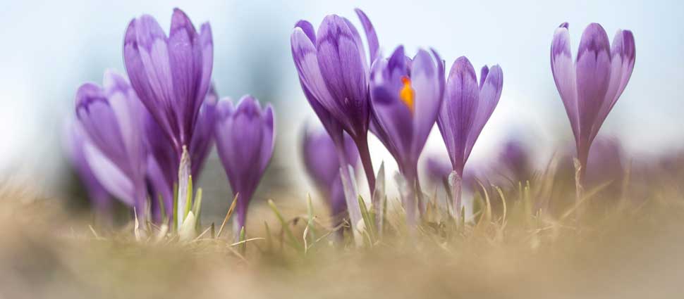Blühende Krokus