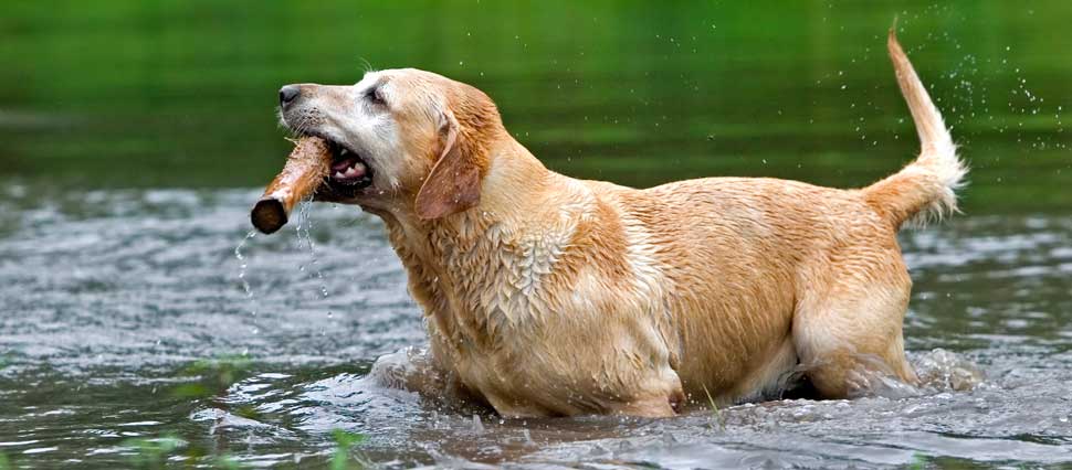 Labrador spielt im Wasser