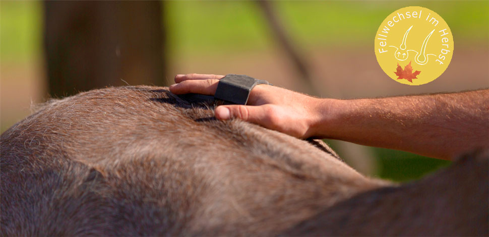 Pferd wird gebürstet