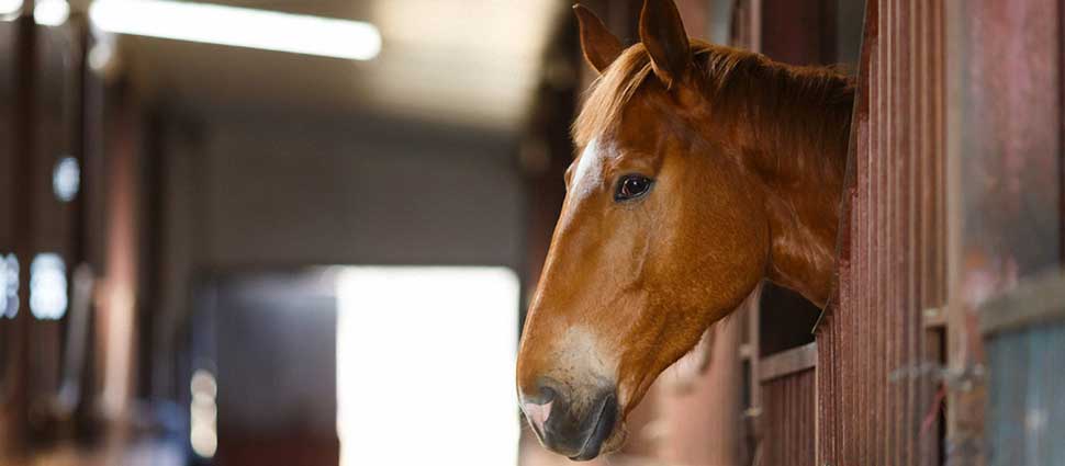 Pferd im Stall