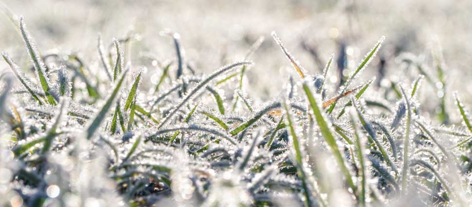 Rasengräser mit Frost