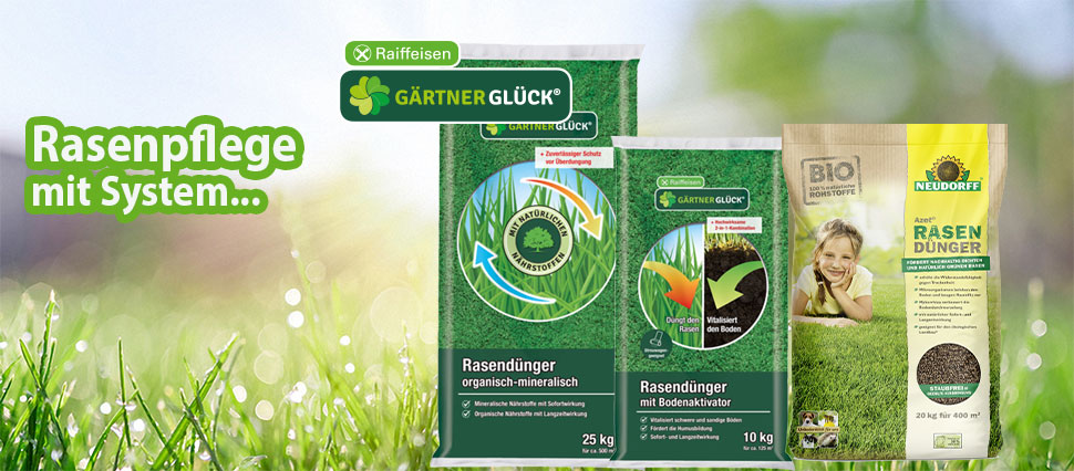 Rasen im Sommer düngen