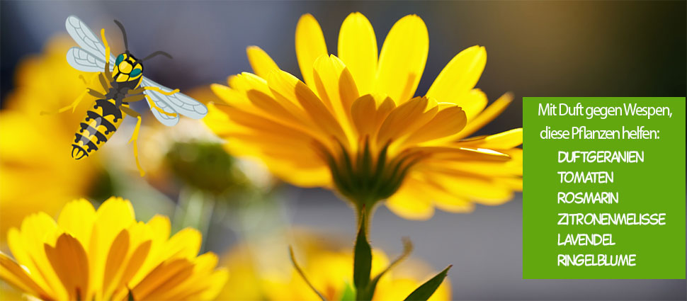Ringelblumen