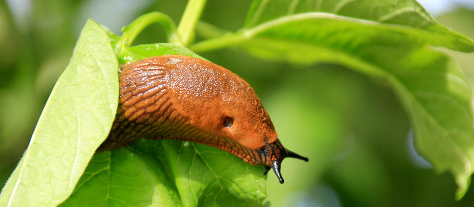 Spanische Wegeschnecke