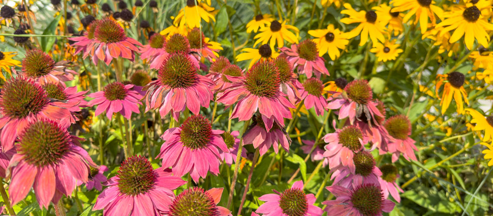 Sommerblumen
