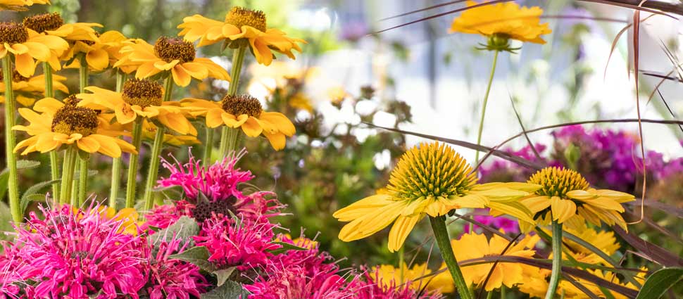 Sommerblumen