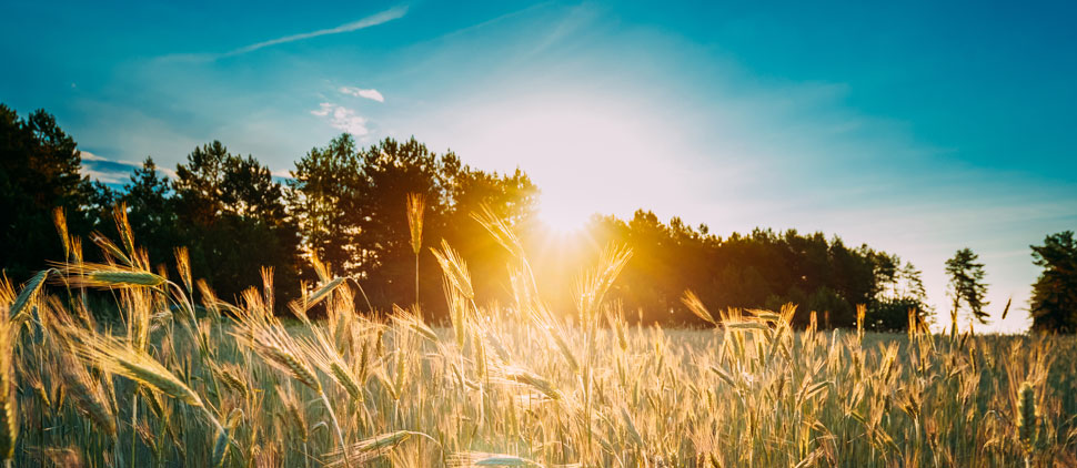 Sonnenuntergang im Sommer